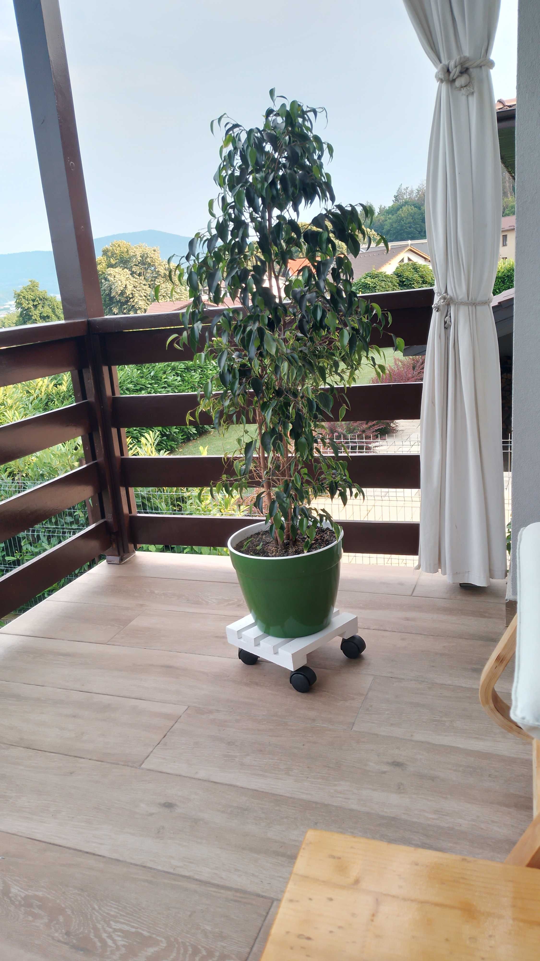 Vand Ficus Benjamina