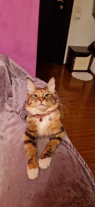 Fetița Maine Coon