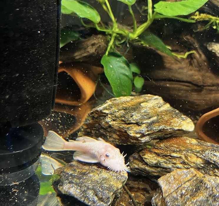 Mentenanță/ Startare/ Tratament Acvarii apa dulce