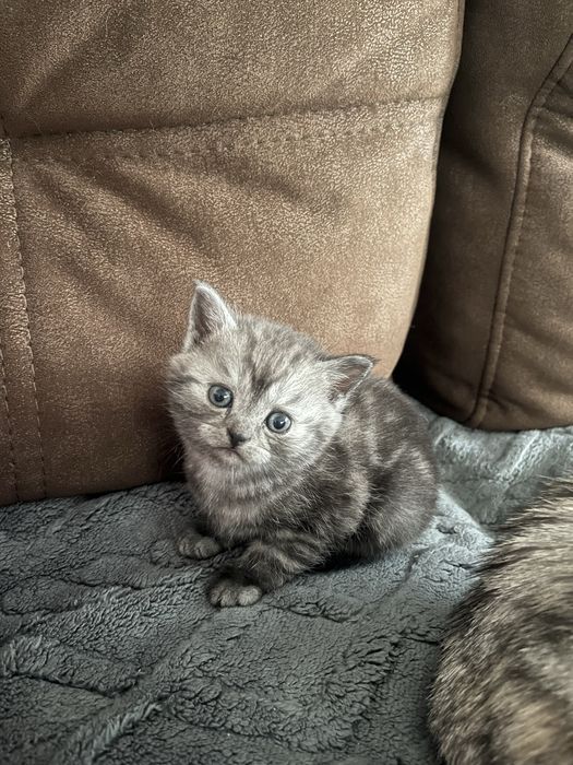 Продам кошечку  !! Девочка !! Мама и папа на фото !!