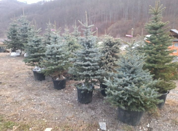 Brazi argintii transport