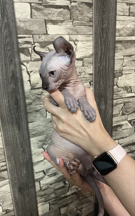 Котенца канадски сфинкс и елф