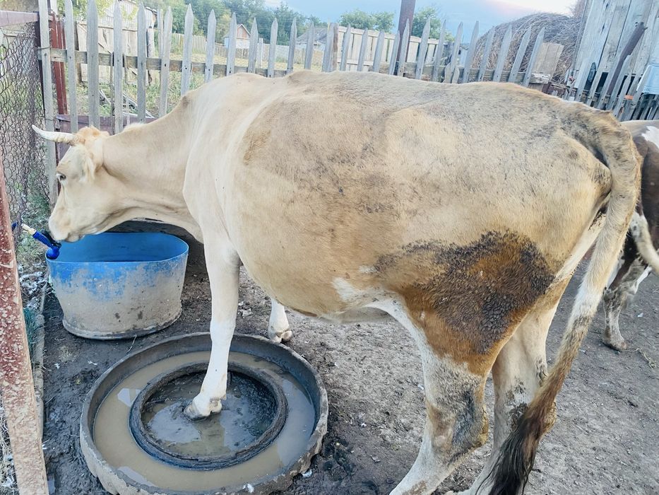 Продаю корову.