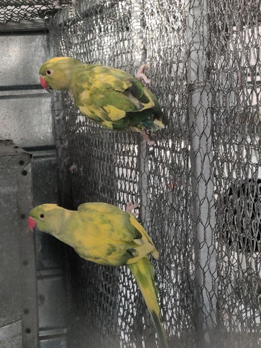 Papagal Micul Alexandru