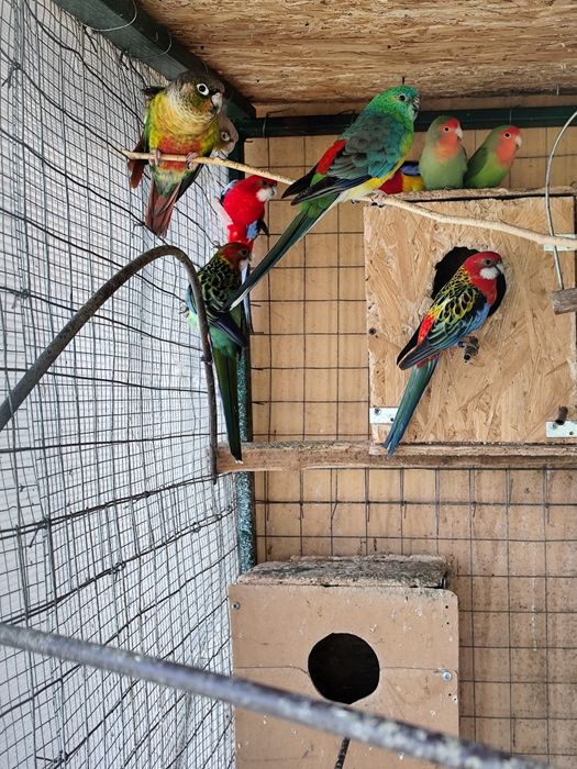 Чифтове розелиии