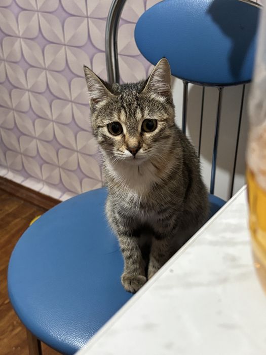 Отдам кошку, в добрые руки