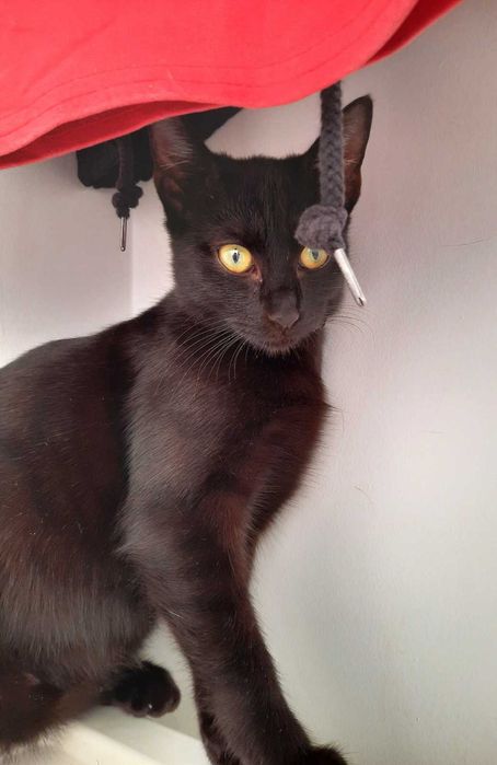 Adoptie pisica neagra superba