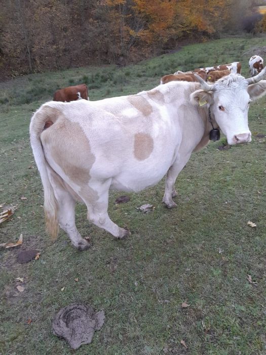Vând vacă  metis