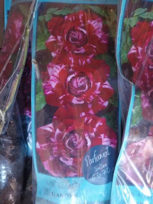 Vând Pomi altoiți anul 2, 3