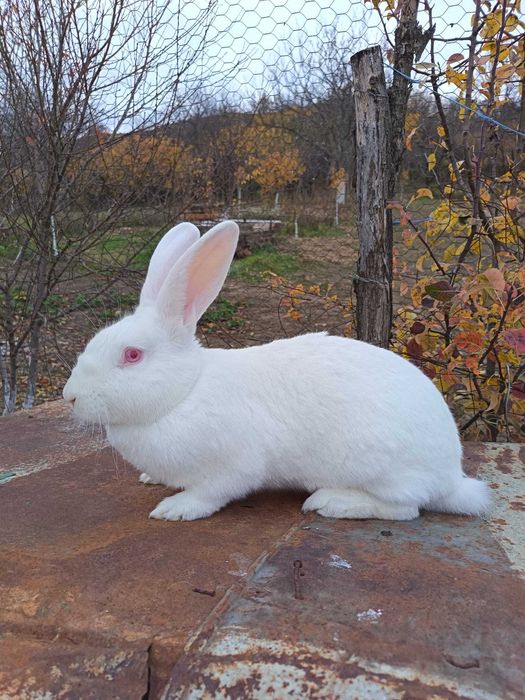 Vând iepuri vaccinați