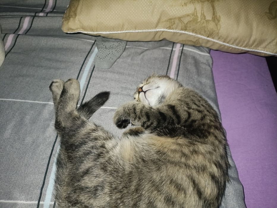 Вислоухая кошка возраст 4-5 месяц + -