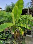 Banan cu frunze exotice
