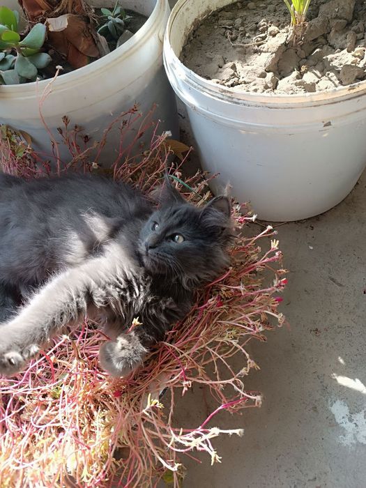 Мейн Кун мальчик продается