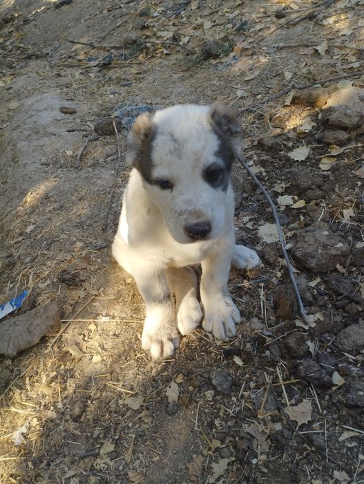 Alabay 3 oylik erkak va urgʻochi