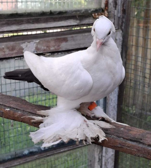 голуби продам молодеж недорого  торг