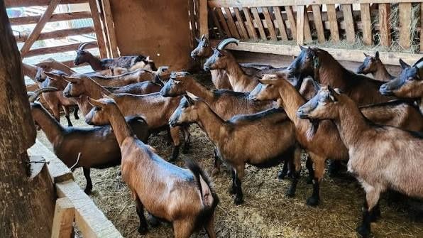 capre de vanzare bune pentru lapte