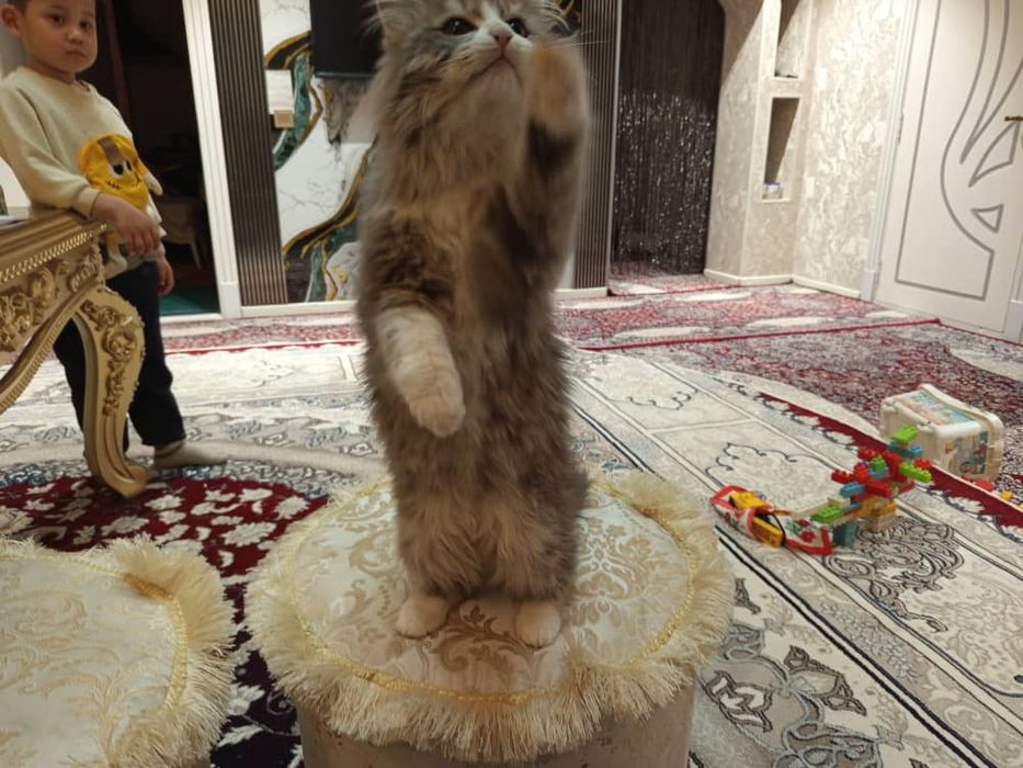 Невская маскерадная