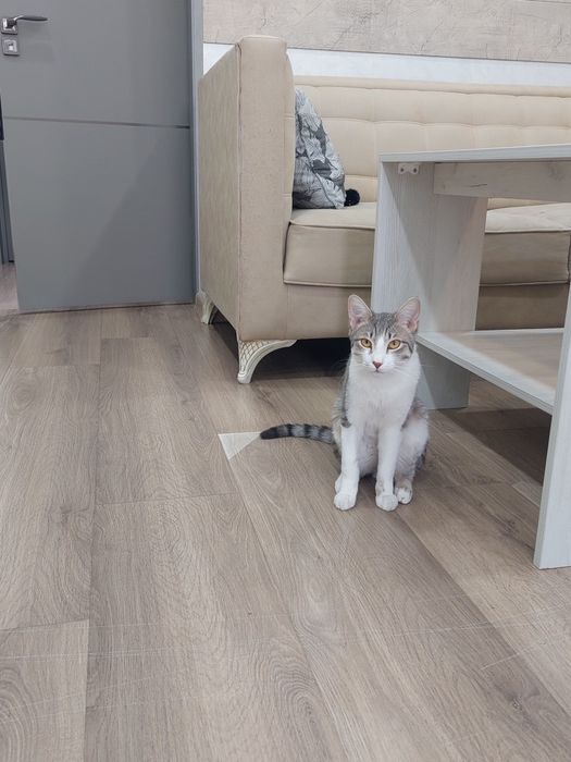 Котик мальчик. Кастрированный. Привит,  имеет паспорт