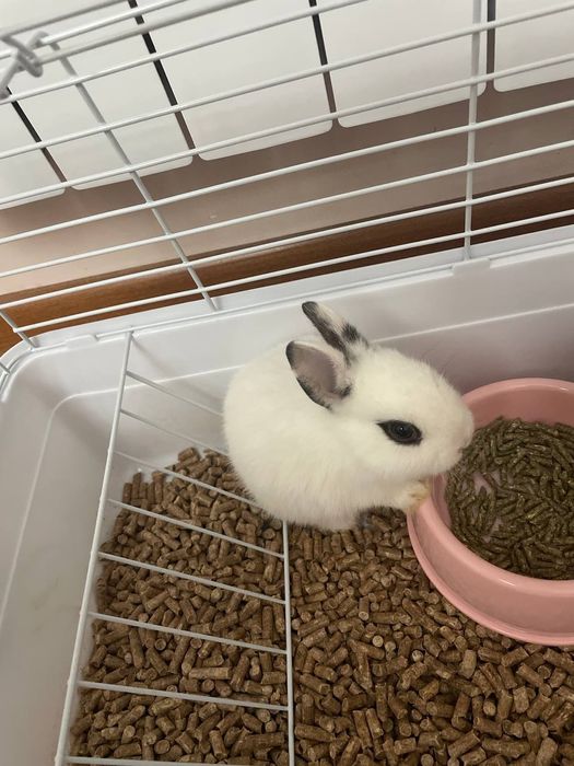 Продаются зайчата карлики для подарка вашим близким