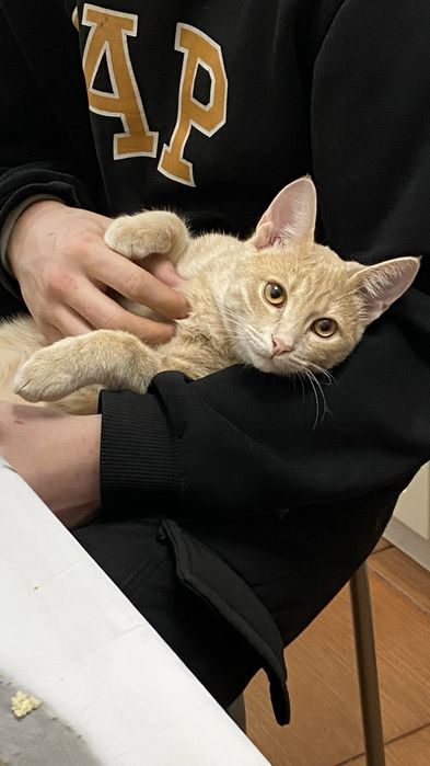 Отдам Кота в добрые руки