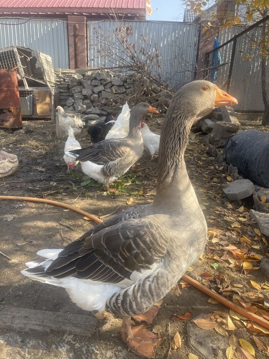 Продам гуся и гусыню