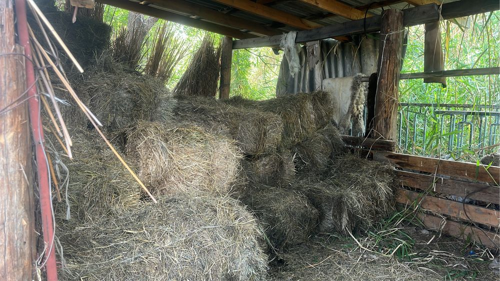 Шөп сатылады еркін