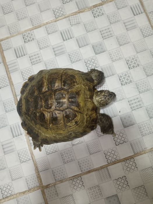 Сухопутная черепаха