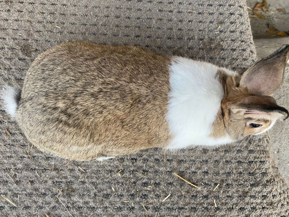 Mascul hycole francez