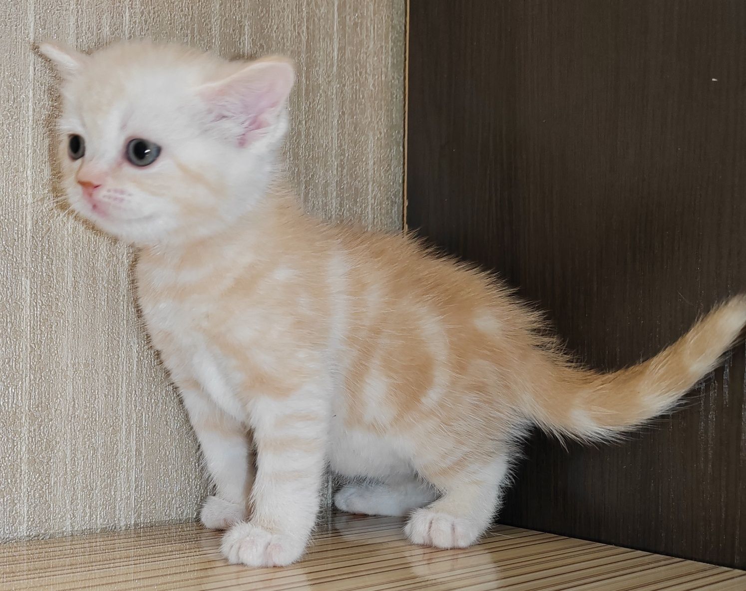 Шотландские Вислоухие Скоттиш Страйд котята от правильной вязки!