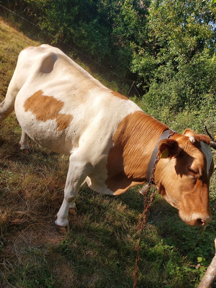 Vaca baltata romaneasca