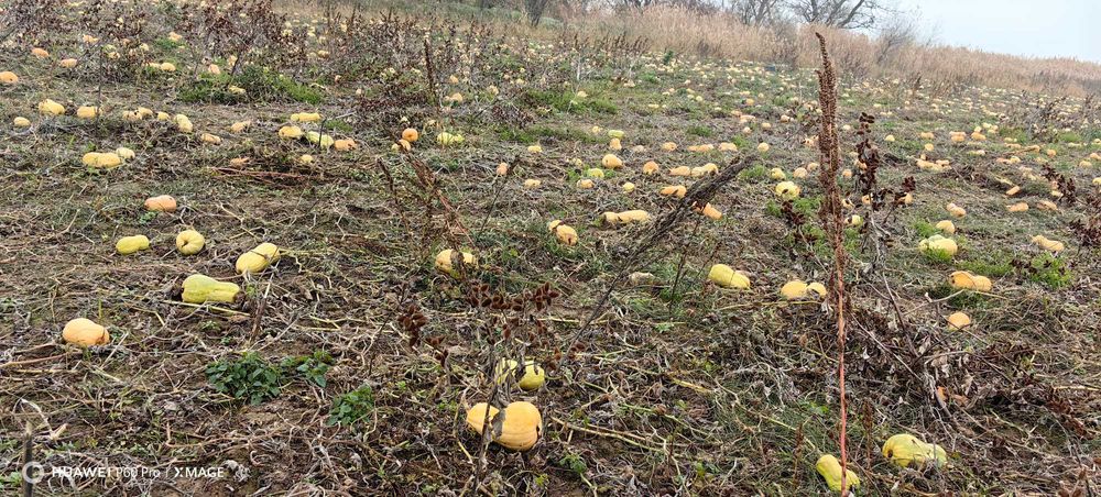 Тикви за животни!