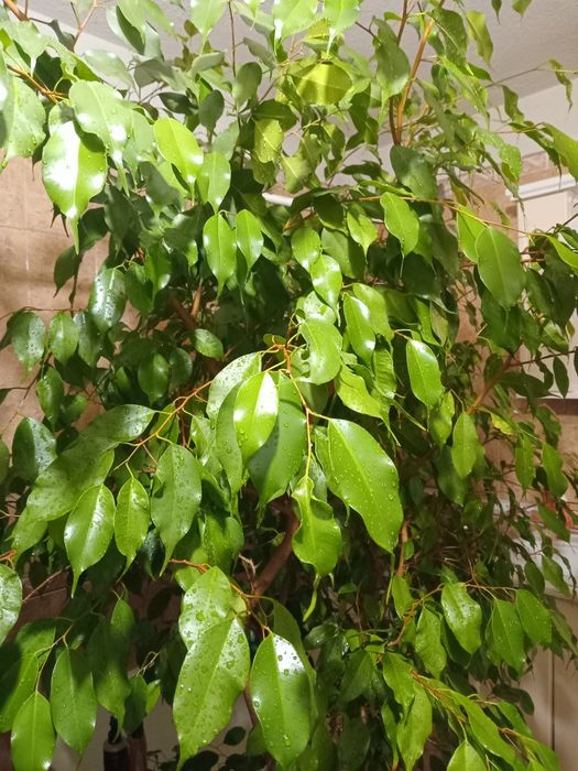 Два фикуса Бенджамин кралски размер