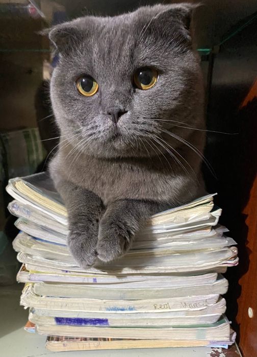 Шотландский веслоухий кот по имени Марсель