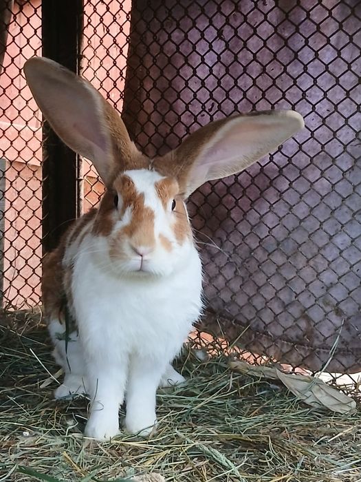 Iepuri tineri și adulți