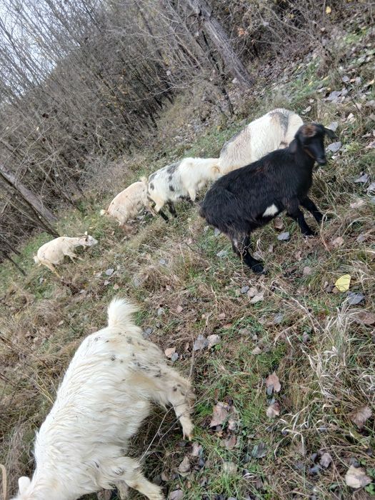 Vând 10 capre cu ied în burta