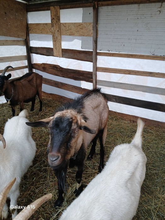 Vant tap de rasa 1 an