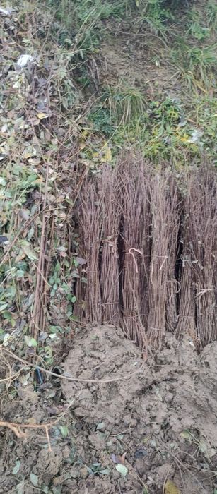 puieți de salcâm pentru împădurirea terenurilor degradate, agricole