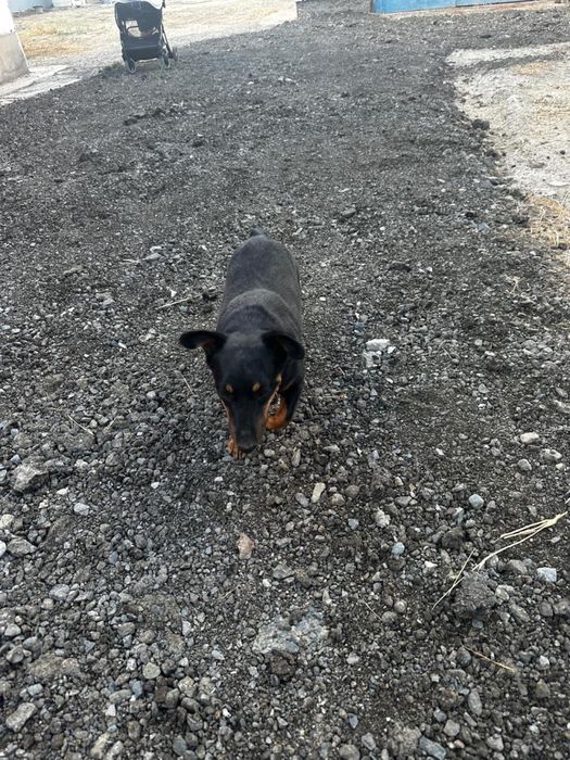 Продам собаку породы ягдтерьер