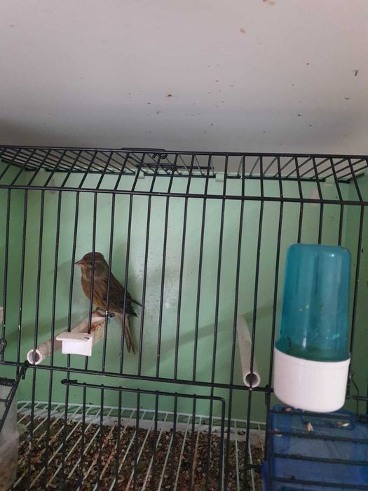 Canari de vanzare si colivii