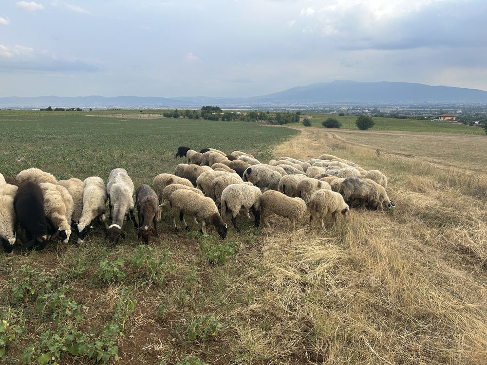 Продавам овце и агнета
