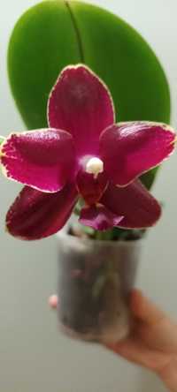 Орхидея Согу Релакс