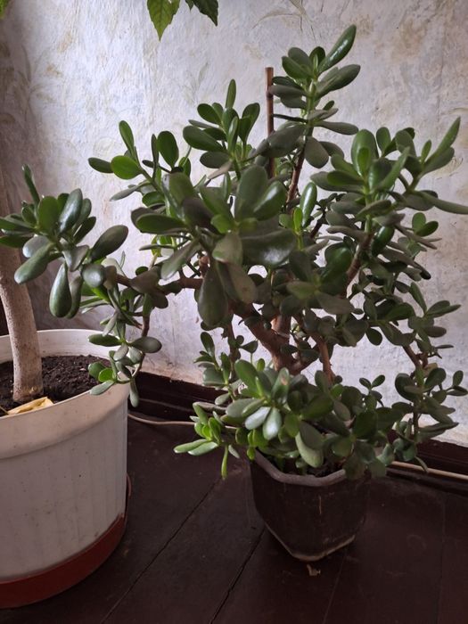 Цветя различни видове