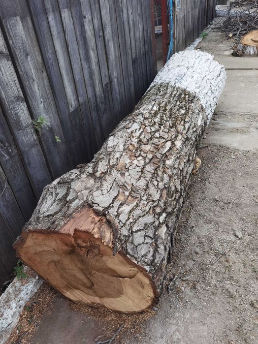 Vand trunchi de nuc. Lungime 2,7 metri .   Diametru 50 cm.