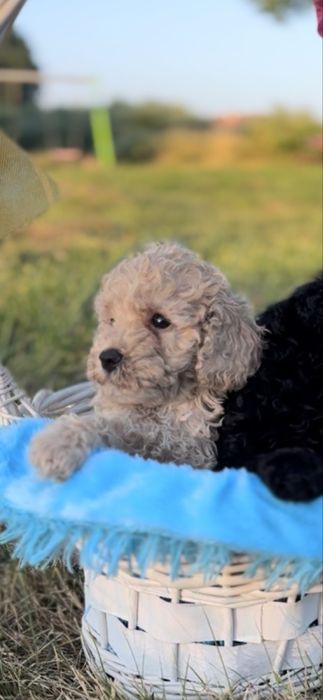 Пудел мини    Пудел мини