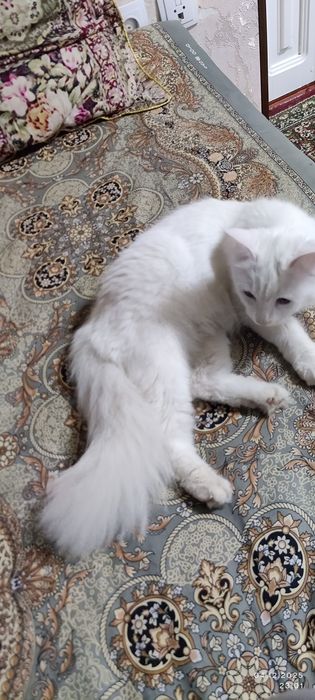 турецкая ангора 8 месяц девочка