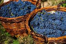 Vând struguri de vin