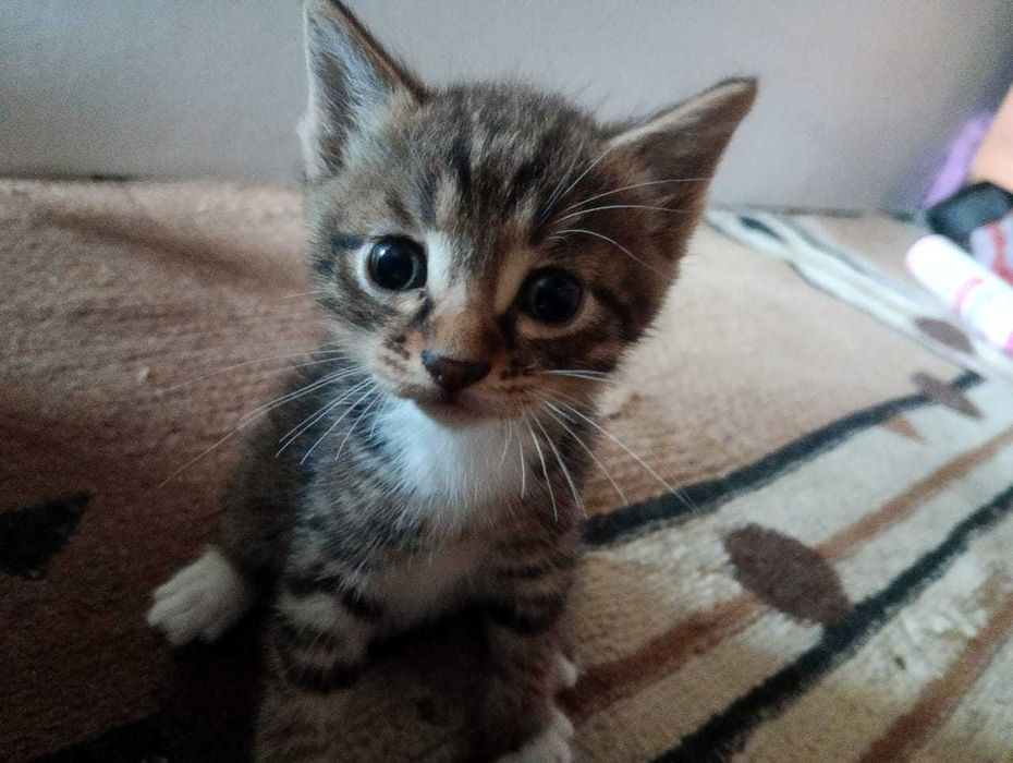Отдам котят 1, 5 месяца