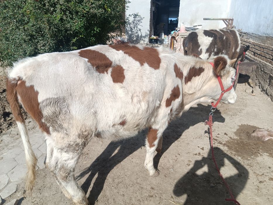 Smental Australia ginojin sotiladi 1 oylik bugoz