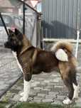 Akita American Mascul / Tg Mures!