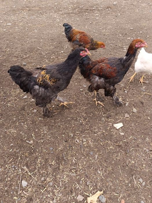 Брамы молодые продам